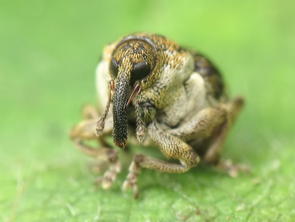 Nedyus quadrimaculatus (Linnaeus, 1758)